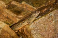 Berdmore's Stream Skink Tropidophorus berdmorei