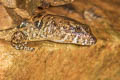 Berdmore's Stream Skink Tropidophorus berdmorei