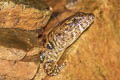 Berdmore's Stream Skink Tropidophorus berdmorei