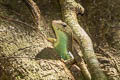 Big Tree Skink Dasia grisea