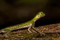 Black-bearded Gliding Lizard Draco melanopogon