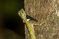 Black-bearded Gliding Lizard Draco melanopogon