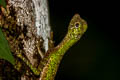 Black-bearded Gliding Lizard Draco melanopogon