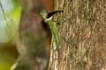 Black-bearded Gliding Lizard Draco melanopogon
