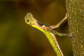 Black-bearded Gliding Lizard Draco melanopogon