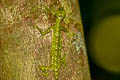 Black-bearded Gliding Lizard Draco melanopogon