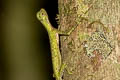 Black-bearded Gliding Lizard Draco melanopogon