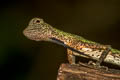 Black-bearded Gliding Lizard Draco melanopogon