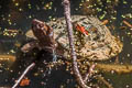 Black-bridged Leaf Turtle Cyclemys atripons