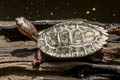 Black-bridged Leaf Turtle Cyclemys atripons