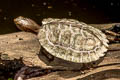 Black-bridged Leaf Turtle Cyclemys atripons