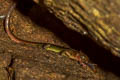 Black-spotted Leaf-litter Skink Scincella melanosticta (Black-spotted Ground Skink)