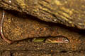 Black-spotted Leaf-litter Skink Scincella melanosticta (Black-spotted Ground Skink)