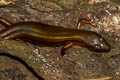 Black-spotted Leaf-litter Skink Scincella melanosticta (Black-spotted Ground Skink)