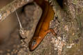 Black-spotted Leaf-litter Skink Scincella melanosticta (Black-spotted Ground Skink)