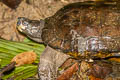 Black-striped Leaf Turtle Cyclemys oldhamii (Oldham's Leaf Turtle) 