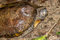 Black-striped Leaf Turtle Cyclemys oldhamii (Oldham's Leaf Turtle) 