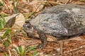 Black-striped Leaf Turtle Cyclemys oldhamii (Oldham's Leaf Turtle) 