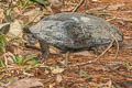 Black-striped Leaf Turtle Cyclemys oldhamii (Oldham's Leaf Turtle) 