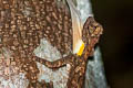 Blanford's Gliding Lizard Draco blandfordii