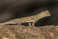 Blanford's Gliding Lizard Draco blandfordii