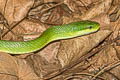 Blue-eyed Racer Gonyosoma coeruleum