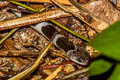 Blue Krait Bungarus candidus (Malayan Krait)