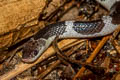 Blue Krait Bungarus candidus (Malayan Krait)