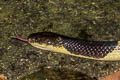 Blue Krait Bungarus candidus (Malayan Krait)