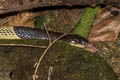 Blue Krait Bungarus candidus (Malayan Krait)