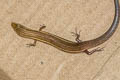 Bowring's Slender Skink Subdoluseps bowringii  (Bowring's Supple Skink)