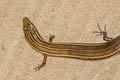 Bowring's SlenderSkink Subdoluseps bowringii  (Bowring's Supple Skink)