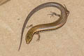 Bowring's Slender Skink Subdoluseps bowringii  (Bowring's Supple Skink)