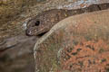 Broad-scaled Stream Skink Tropidophorus latiscutatus (Broad-scaled Water Skink)