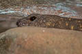 Broad-scaled Stream Skink Tropidophorus latiscutatus (Broad-scaled Water Skink)