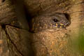 Broad-scaled Stream Skink Tropidophorus latiscutatus (Broad-scaled Water Skink)