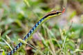 Bonzeback sp. Dendrelaphis sp.