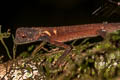 Brown Scrub Lizard Aphaniotis fusca (Earless Lizard)