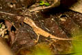 Brown Scrub Lizard Aphaniotis fusca (Earless Lizard)