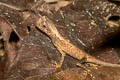 Brown Scrub Lizard Aphaniotis fusca (Earless Lizard)