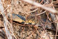 Burmese Mountain Snake Plagiopholis nuchalis (Common Blotch-necked Snake)