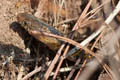 Burmese Mountain Snake Plagiopholis nuchalis (Common Blotch-necked Snake)