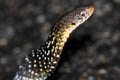 Burmese Mountain Snake Plagiopholis nuchalis (Common Blotch-necked Snake)