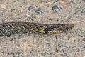 Burmese Mountain Snake Plagiopholis nuchalis (Common Blotch-necked Snake)