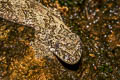 Cambodian Parachute Gecko Ptychozoon tokehos (Common Parachute Gecko, Smooth Parachute Gecko)