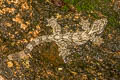 Cambodian Parachute Gecko Ptychozoon tokehos (Common Parachute Gecko, Smooth Parachute Gecko)