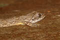 Cambodian Parachute Gecko Ptychozoon tokehos (Common Parachute Gecko, Smooth Parachute Gecko)