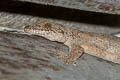 Cambodian Parachute Gecko Ptychozoon tokehos (Common Parachute Gecko, Smooth Parachute Gecko)