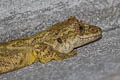 Cambodian Parachute Gecko Ptychozoon tokehos (Common Parachute Gecko, Smooth Parachute Gecko)