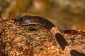 Cardamom Wolf Snake Lycodon cardamomensis